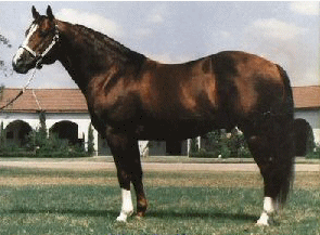 COLONEL FRECKLES who is in the AQHA HALL OF FAME!! His Stallion Show Record also includes winning the 1976 NCHA Cutting Horse Futurity!